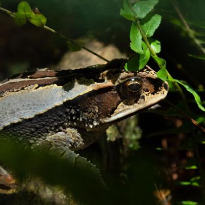 𝙄𝙣𝙘𝙞𝙡𝙞𝙪𝙨 𝙨𝙥𝙞𝙘𝙪𝙡𝙖𝙩𝙪𝙨 Sapo de espículas Especie micro endémica distribuida solo en la Sierra Norte del estado de Oaxaca. Catalogada como una especie en peligro de extinción (EN) por la IUCN. #toads #foresttoad #toad #incilius #inciliusspiculatus #montanecloudforest #iucnredlist #herpetofauna #herpetology #landscapephotography #canonphotography #eosrebelt6 #mesofilo #montanecloudforest #mesophilic #montaña #bosquedeniebla #amphibiaweb #amphibia #anurans #anura #anuros #anfibios #consevation #oaxaca #Mexico