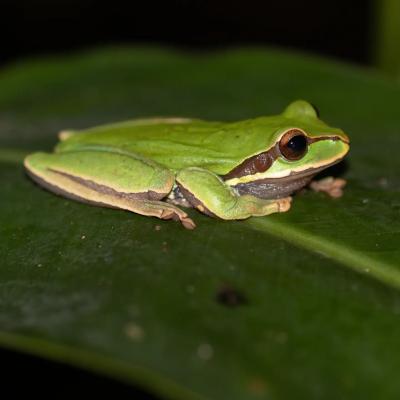 𝙎𝙢𝙞𝙡𝙞𝙨𝙘𝙖 𝙘𝙮𝙖𝙣𝙤𝙨𝙩𝙞𝙘𝙩𝙖 Rana de Árbol Mexicana de puntos Azules Rana arborícola de la familia Hylidae nativa del sur de México, distribuida en los estados de Veracruz, Oaxaca, Chiapas y Tabasco y hasta Guatemala y Belice (Sánchez-Soto et al., 2016). Fue descrita por primera vez en la localidad de Piedras Negras, El Petén, en Guatemala, por Smith, en 1953. #smilisca #amphibiaweb #amphibia #anfibios #amphibiansofinstagram #herpetofauna #oaxaca #México #wildlifephotography #ranas #treefrog #canonphotography #vidasilvestre