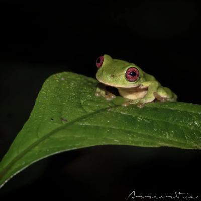 𝙌𝙪𝙞𝙡𝙩𝙞𝙘𝙤𝙝𝙮𝙡𝙖 𝙖𝙘𝙧𝙤𝙘𝙝𝙤𝙧𝙙𝙖 Ranita berrugosa de montaña Especie endémica de Oaxaca. Catalogada como en peligro crítico de extinción (CR) por la IUCN. #quilticohyla #montanecloudforest #wildlifephotography #amphibians #herpetology #ecology #canon #treefrog