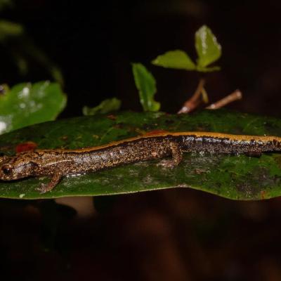 𝘾𝙝𝙞𝙧𝙤𝙥𝙩𝙚𝙧𝙤𝙩𝙧𝙞𝙩𝙤𝙣 𝙘𝙝𝙞𝙧𝙤𝙥𝙩𝙚𝙧𝙪𝙨 Salamandra de pie plano. Especie endémica de México en peligro crítico de extinción (IUCN, 2019). #chiropterotriton #salamander #Salamandras #anfibiosofinstagram #wildlife #canonphotography #herpetofauna #oaxaca #mexico🇲🇽 #montanecloudforest #herpetology #caudata #mesófilo