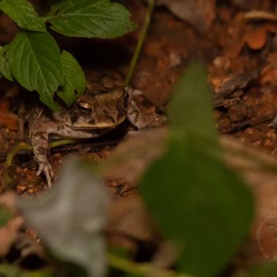 𝙄𝙣𝙘𝙞𝙡𝙞𝙪𝙨 𝙢𝙖𝙧𝙢𝙤𝙧𝙚𝙪𝙨 Wiegmann's Toad Sapo jaspeado Especie de sapo endémica de México. Su distribución incluye, en la vertiente del pacífico, desde Sonora hasta Chiapas y, por el lado del Atlántico, en Veracruz. Se le considera cómo una especie 
