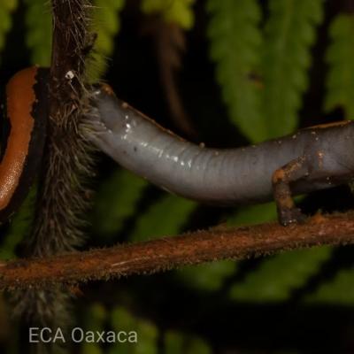 𝘽𝙤𝙡𝙞𝙩𝙤𝙜𝙡𝙤𝙨𝙨𝙖 𝙥𝙡𝙖𝙩𝙮𝙙𝙖𝙘𝙩𝙮𝙡𝙖 Salamandra lengua de hongo pies anchos Especie endémica de México distribuida desde el sur de San Luis Potosí hasta Veracruz y al noroeste de Chiapas en un gradiente altitudinal que va desde el nivel del mar hasta los 1,500 m. #biodiversity #bolitoglossaplatydatyla #bolitoglossa #mexico #montanecloudforests #montañas #mesofilo #salamanders #salamandras #salamandrapiesplanos #herpetofauna #herpingtheglobe #anfíbios #amphibiaweb #amphiansofinstagram #canoneosrebelt6 #canonphotography #tlaconetes #conservación #ipn #iucnredlist #naturaleza #photography #naturephotography #wildlifephotography #wildlife