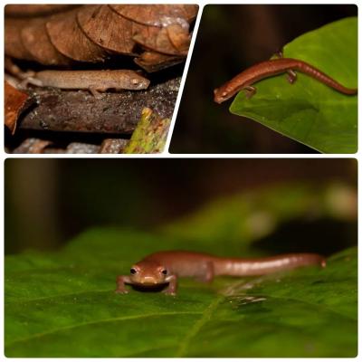 𝘉𝘰𝘭𝘪𝘵𝘰𝘨𝘭𝘰𝘴𝘴𝘢 𝘤𝘩𝘪𝘯𝘢𝘯𝘵𝘦𝘤𝘢 Salamandra Chinanteca #salamandra #amphibians #salamandersofinstagram #amphibiansofinstagram #oaxaca #chinantla #montanecloudforest #canoneosrebelt6 #wildlifephotography