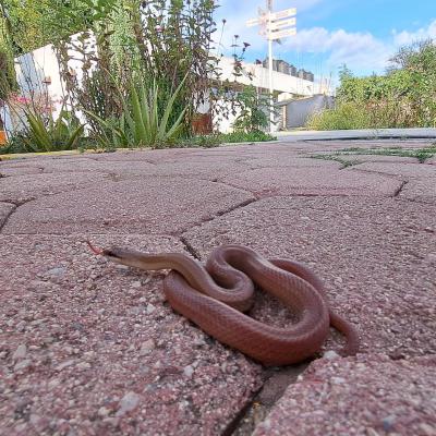 𝙎𝙩𝙚𝙣𝙤𝙧𝙧𝙝𝙞𝙣𝙖 𝙛𝙧𝙚𝙢𝙞𝙣𝙫𝙞𝙡𝙡𝙚𝙞 Conocida como culebra alacranera es una de las muchas especies de reptiles que podemos encontrar en el CIIDIR-OAXACA. Esta serpiente es inofensiva y no representa ningún peligro para los humanos. Desempeña un papel importante en el control de roedores y arácnidos. Ayúdanos a conservarlas. #ciidiroaxaca #ipn #oaxaca #stenorrhina