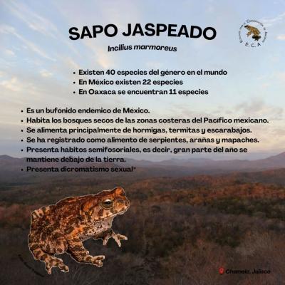 Sapo jaspeado 𝙄𝙣𝙘𝙞𝙡𝙞𝙪𝙨 𝙢𝙖𝙧𝙢𝙤𝙧𝙚𝙪𝙨 Ecología para la Conservación de Anfibios #toad #incilius #amphibiansofinstagram #anuros #herpetofauna #herpetology #mexico #science #nature